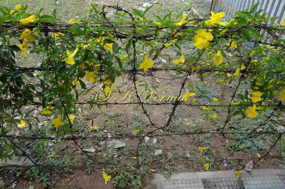  Plant